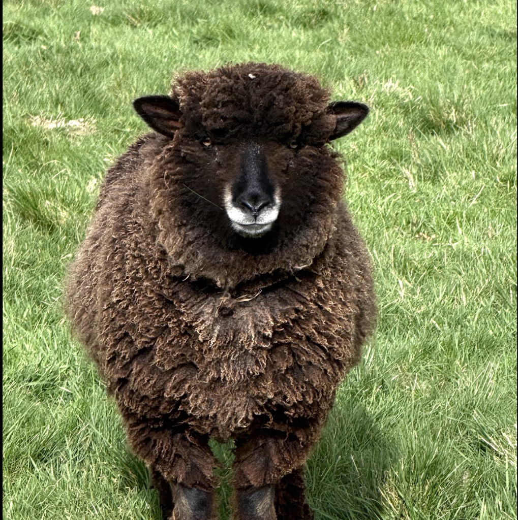 A fluffy Cotswold sheep with dark wool, standing on lush green grass.