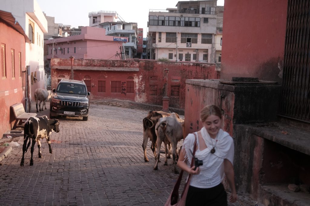 Cows on a Jaipur Street