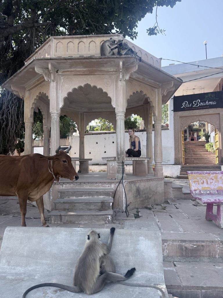 Cow, Monkey and Pavilion, Pushkar